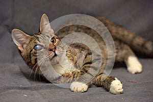 Tabby cat with cataracts in the eye