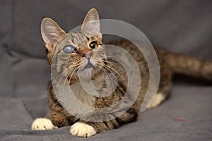 Tabby cat with cataracts in the eye photo