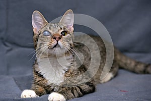 Tabby cat with cataracts in the eye