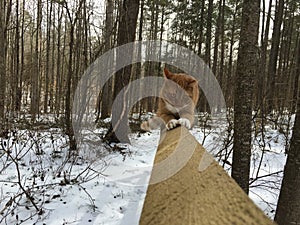 Tabby cat clawing a fence