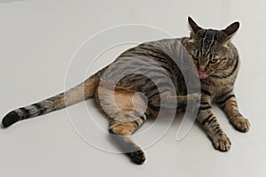 Tabby cat is cleaning itself