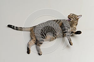 Tabby cat is cleaning itself