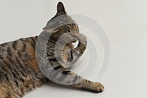 Tabby cat is cleaning itself