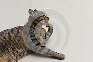 Tabby cat is cleaning itself
