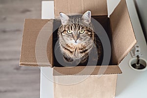 The tabby cat climbed into the box