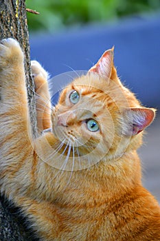 Tabby cat climbing a tree