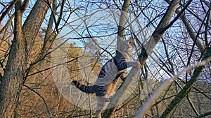 Tabby Cat Climbing Tree