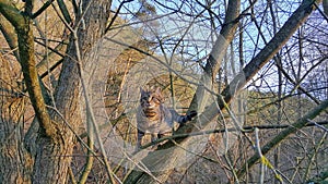 Tabby Cat Climbing Tree