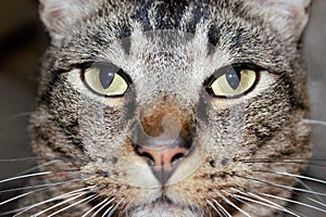 Tabby Cat Close Up