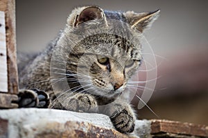 Tabby cat close up