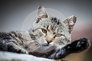 Tabby cat close up