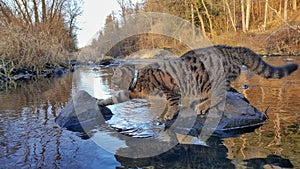 Tabby Cat Crossing Malse River, Czechia
