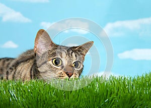 Tabby cat crouched to pounce in tall grass, pupils dilated photo