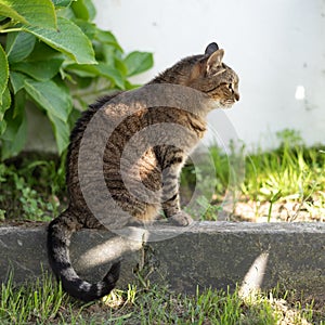 Tabby cat on curb kerb in summer afternoon in the garden