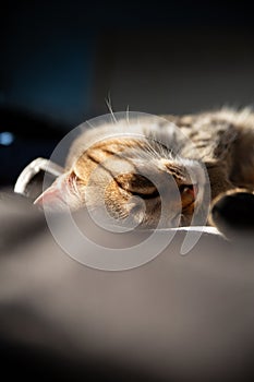Tabby Cat in Deep Relaxation on Soft Frame