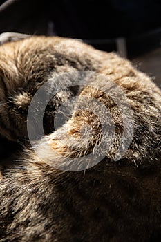 Tabby Cat in Deep Relaxation on Soft Frame