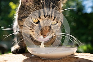 Tabby cat drinking milk outdoors