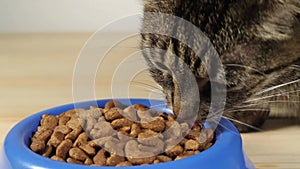 Tabby cat eating cat food from a bowl on wooden floor close-up