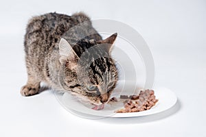 Tabby cat eating cat food.