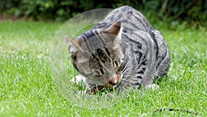 Tabby cat eating a dead mouse in a garden.