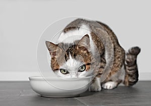 Tabby cat eating out of food bowl