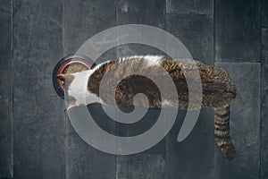 Tabby cat eating wet food, seen directly from above.