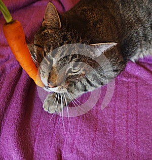 Tabby cat eats a carrot.