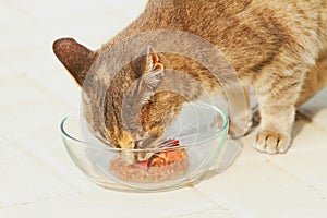 Affamato a scacchi gatto suo crudo pasto bicchiere una ciotola 