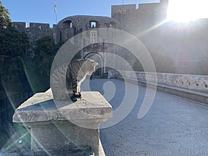 Tabby cat enjoy sunbathing in old town dubrovnik