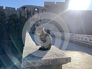 Tabby cat enjoy sunbathing in old town dubrovnik