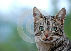 Tabby cat face portrait, green eyes