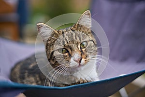 Tabby Cat Facing Camera