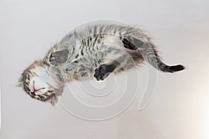 Tabby cat flies. Paws of a cat on a transparent table close-up