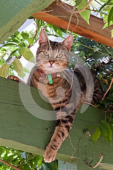 Tabby cat in garden photo