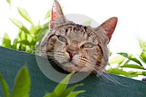 Tabby cat in garden