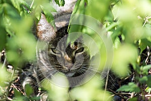 Tabby cat gazes intently from the bushes