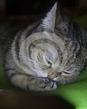 Tabby cat giggles covering its muzzle with a paw
