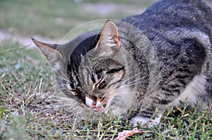 Tabby cat gnaws something with its eyes closed
