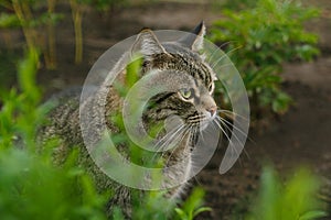 Tabby cat in the grass