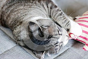 Tabby cat (gray and white color) playing with a handmade toy