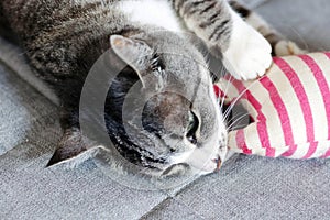 Tabby cat (gray and white color) playing with a handmade toy