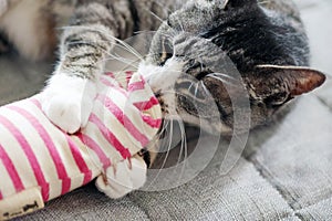 Tabby cat (gray and white color) playing with a handmade toy