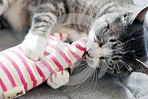 Tabby cat (gray and white color) playing with a handmade toy