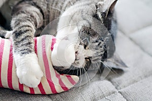 Tabby cat (gray and white color) playing with a handmade toy