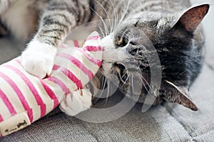 Tabby cat (gray and white color) playing with a handmade toy