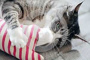 Tabby cat (gray and white color) playing with a handmade toy