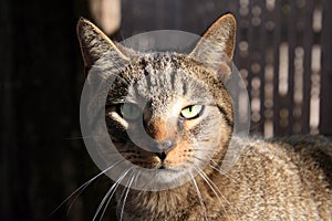 Tabby Cat with Green Eyes