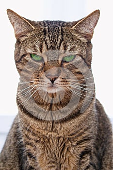 Tabby Cat with green eyes.