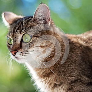 Tabby cat with green eyes