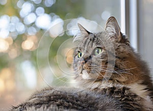 Tabby Cat with Green Eyes